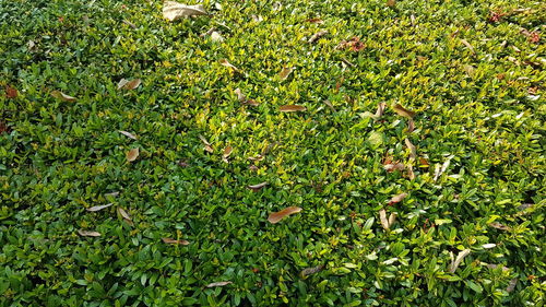 High angle view of leaves on field