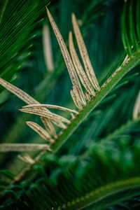 Close-up of leaf on grass