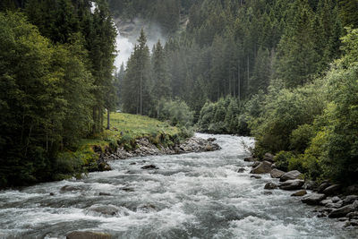 Scenic view of river amidst trees