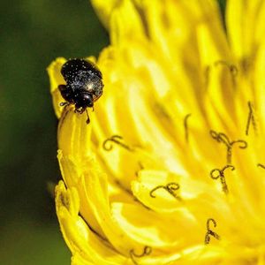 Close-up of insect on yellow flower