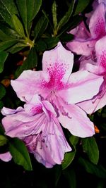 Close-up of pink flower blooming outdoors