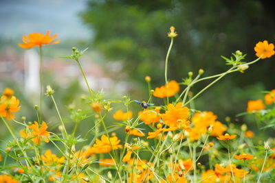 Close-up of yellow flowering plants on field