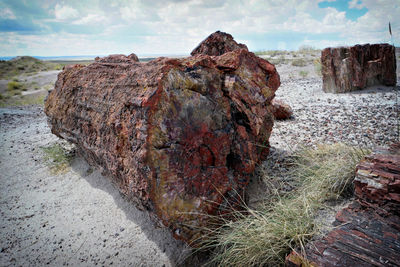 Tree trunk at sandy beach against sky