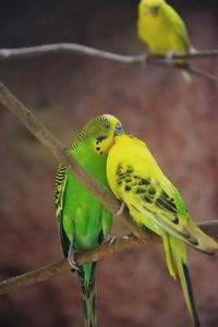 Close-up of budgerigars perching on branch