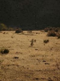 Trees on field