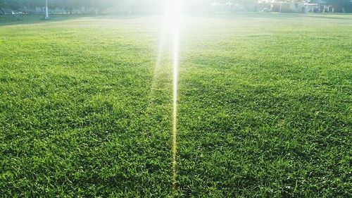 Sun shining through grassy field