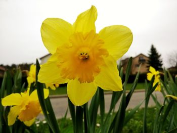 Close-up of yellow daffodil flowers