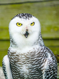 Close-up portrait of owl