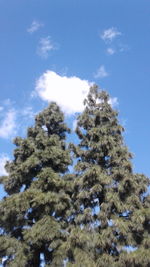 Low angle view of tree against sky