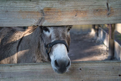 Close-up portrait of a horse