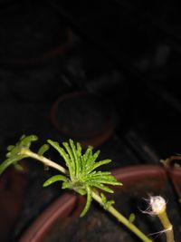 Close-up of potted plant