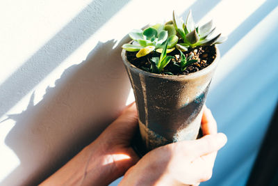 Midsection of person holding potted plant