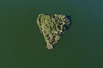 Close-up of heart shape leaf