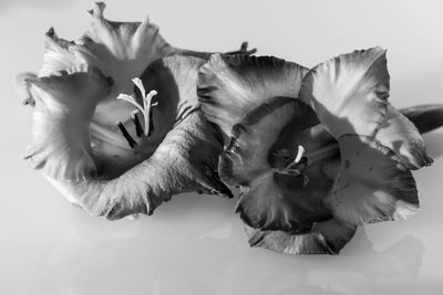 Close-up of sunflower over white background