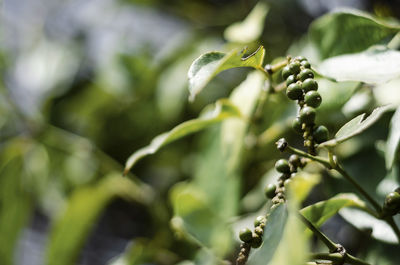 Close-up of berries growing on plant