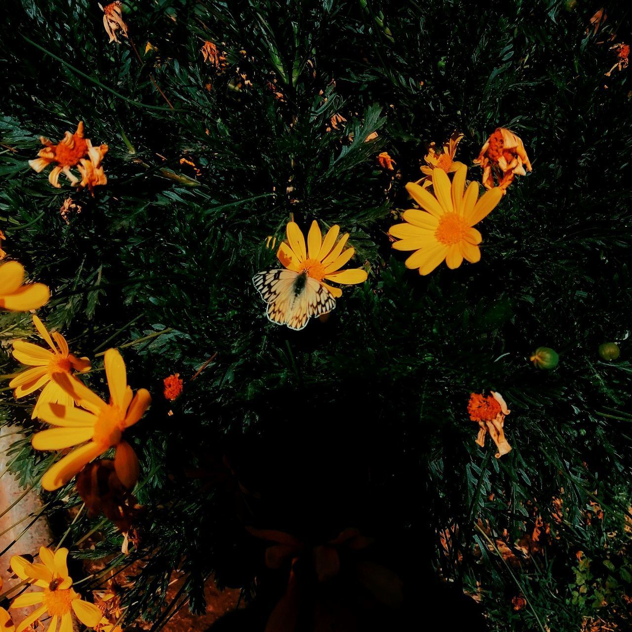 HIGH ANGLE VIEW OF ORANGE FLOWERING PLANT ON FIELD