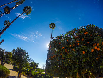 Low angle view of palm tree against blue sky