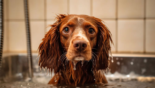 Close-up of dog