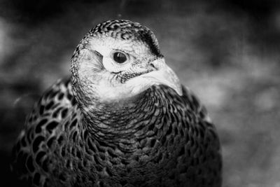 Close-up portrait of bird