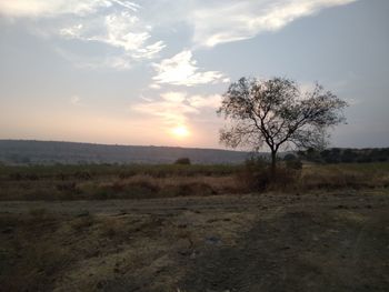 Trees on field against sky during sunset