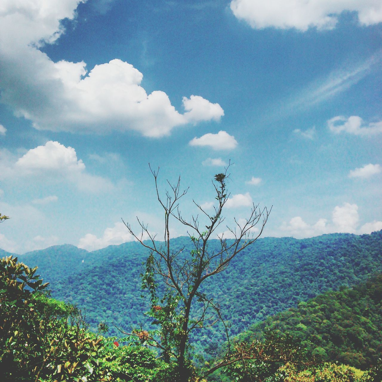 tranquil scene, tranquility, sky, scenics, mountain, beauty in nature, nature, tree, cloud - sky, landscape, mountain range, cloud, branch, non-urban scene, idyllic, growth, day, plant, remote, outdoors