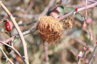 Close-up of wilted plant