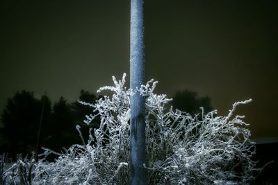 Low angle view of snow covered trees