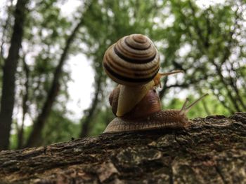 Close-up of snail on tree trunk