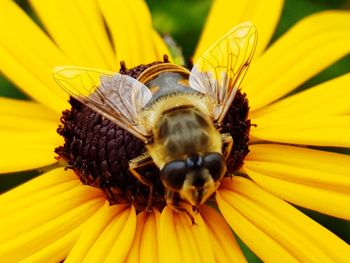 Close-up of bee pollinating on yellow flower