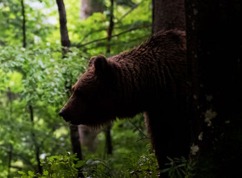 Close-up of bear