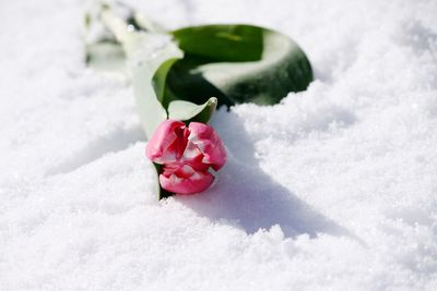 Close-up of rose in snow