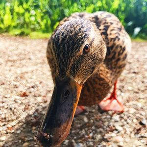 Close-up of duck