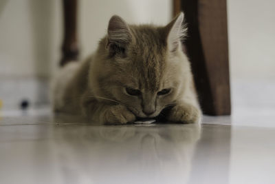 Close-up of cat sitting