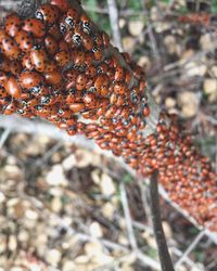 Close-up of plant against blurred background