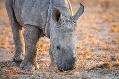 Close-up of rhinoceros on field at forest