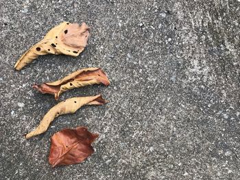 High angle view of dog on road