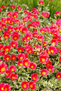 Close-up of pink flowers on field