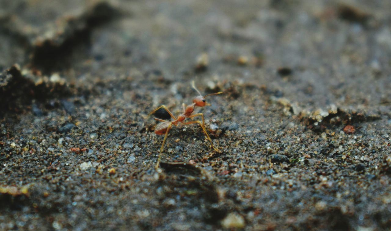 animal themes, animals in the wild, insect, ant, animal wildlife, close-up, outdoors, nature, no people, day, colony