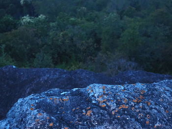 Scenic view of rocks in forest