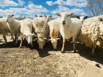 View of sheep on field