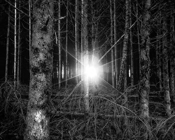 Sunlight streaming through trees in forest