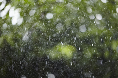 Raindrops on plants during rainy season