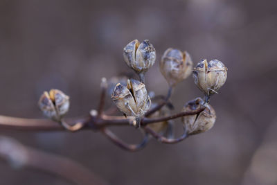 Close-up of wilted plant