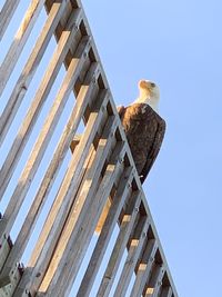 Low angle view of bird perching on wood against clear sky