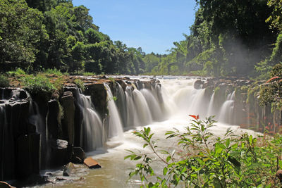 Scenic view of waterfall in forest