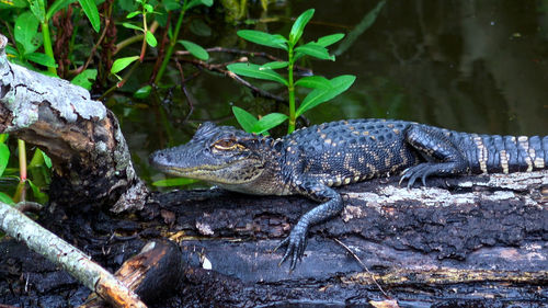 View of lizard on rock