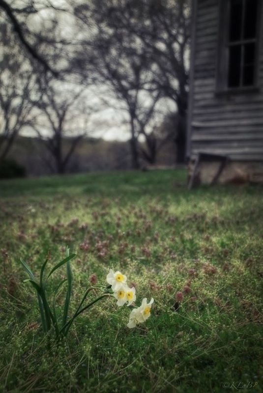 grass, flower, field, growth, freshness, grassy, fragility, nature, beauty in nature, tree, plant, lawn, green color, built structure, blooming, building exterior, day, tranquility, meadow, outdoors