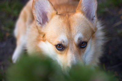 Close-up portrait of dog