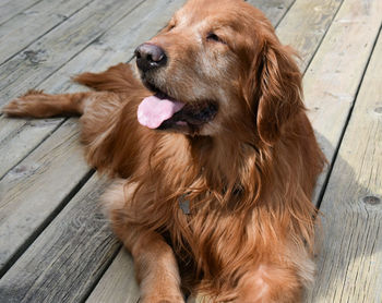 Close-up of dog on hardwood floor