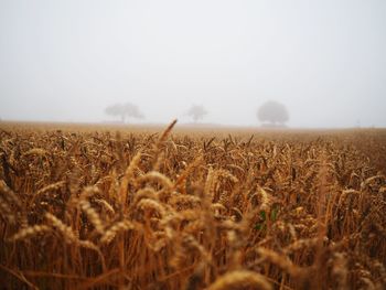 Crops growing in field against sky